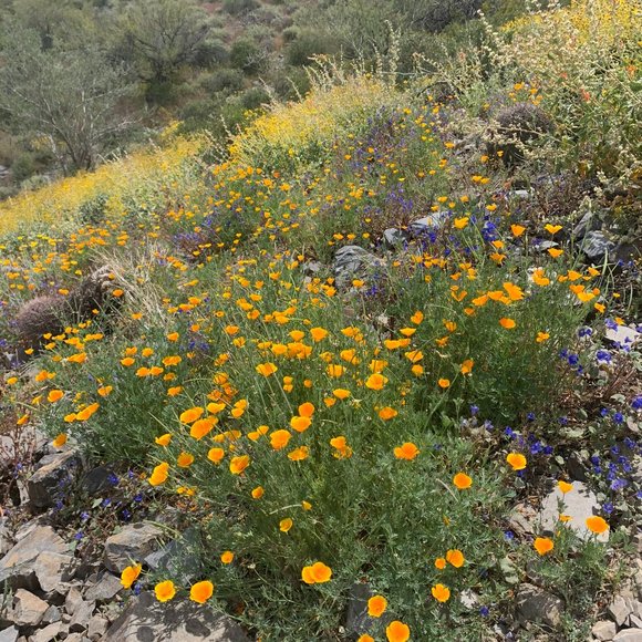 Meet your Posher, Sharon - Picture 2 of 2